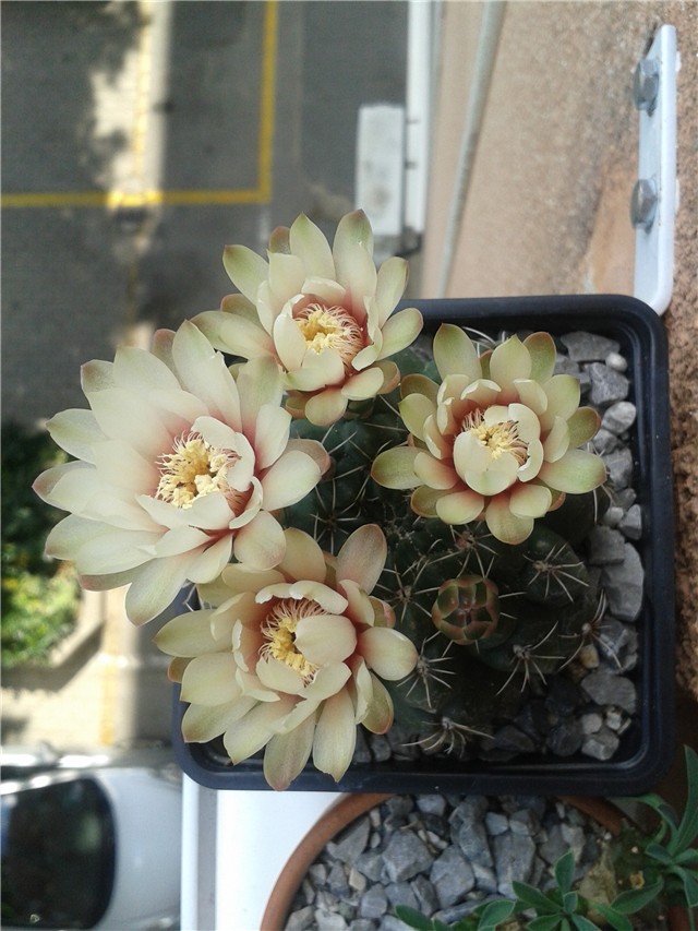 gymnocalycium baldianum zuti cvijet